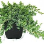 Jałowiec Nadbrzeżny Blue Pacific Sadzonka 20cm