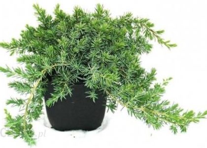 Jałowiec Nadbrzeżny Blue Pacific Sadzonka 20cm
