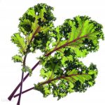 Jarmuż Czerwony Kapsułki Click & Grow