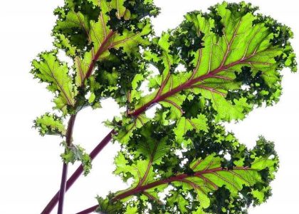 Jarmuż Czerwony Kapsułki Click & Grow