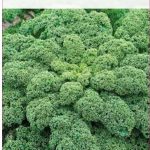 Jarmuż Halbhoher Grüner Śr. Wysoki 2,00G