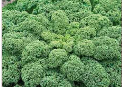 Jarmuż Halbhoher Grüner Śr. Wysoki 2,00G