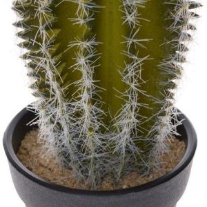 Kaktus Wysoki W Czarnej Doniczce H18Cm