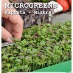 Kapusta Nasiona Tradycyjne 2g W. Legutko