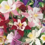 Kiepenkerl Orlik – Mix Nasion – Kiepenkerl 102351