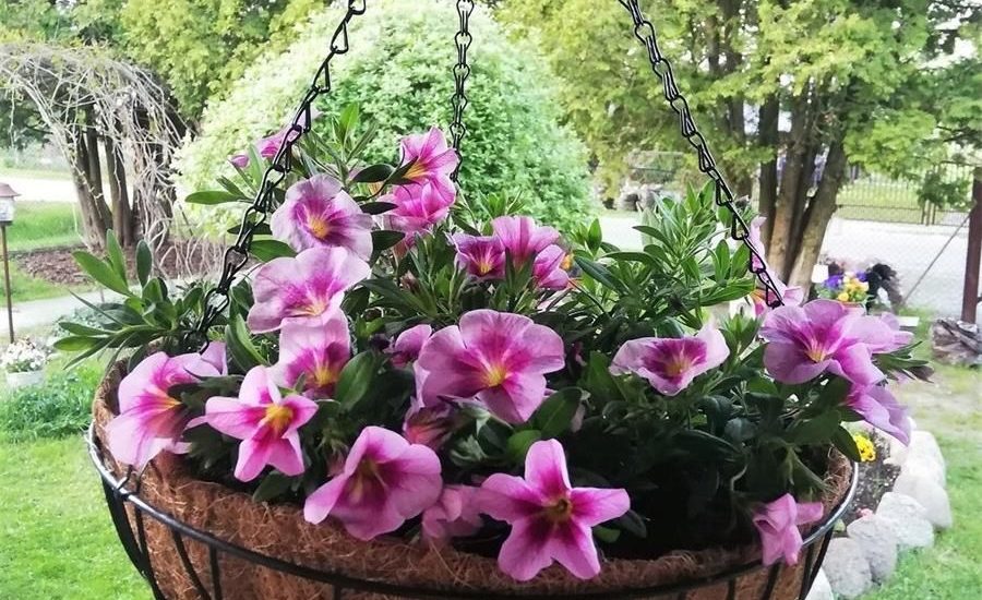 Kosz Wiszący Na Kwiaty Mata Kokosowa 35Cm