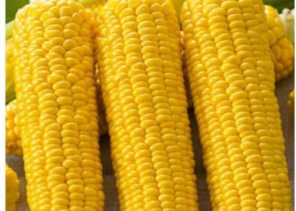 Kukurydza Cukrowa Gucio Mieszaniec 5,00G
