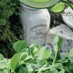 Legutko Baby Leaf – Pędy Grochu Cukrowego – 20.00 G