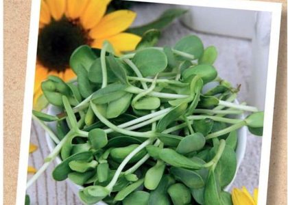 Legutko Bio Eko Kiełki Słonecznik 10G