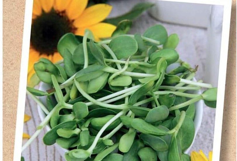 Legutko Bio Eko Kiełki Słonecznik 10G