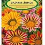 Legutko Gazania Lśniąca Nasiona 0,3G