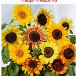 Legutko Kwiaty Polskie Słonecznik Finezja Mieszanka 2G