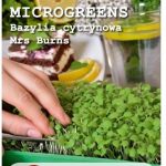 Legutko Microgreens Bazylia Cytrynowa 3G