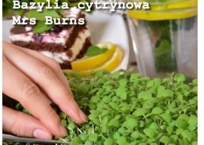 Legutko Microgreens Bazylia Cytrynowa 3G