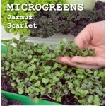 Legutko Microgreens Jarmuż Scarlet 3G