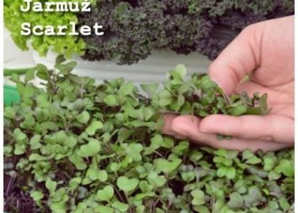 Legutko Microgreens Jarmuż Scarlet 3G