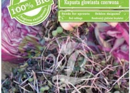 Legutko Nasiona Na Kiełki – Kapusta Czerwona Bio 10G