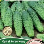 Legutko Ogórek gruntowy korniszonowy Anulka F1 nasiona otoczkowane 50szt