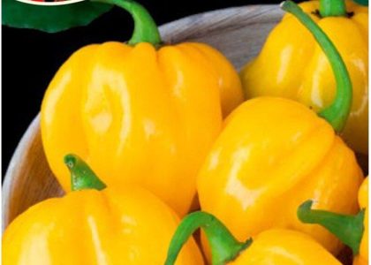 Legutko Papryka chińska Habanero Limon nasiona 0.15g