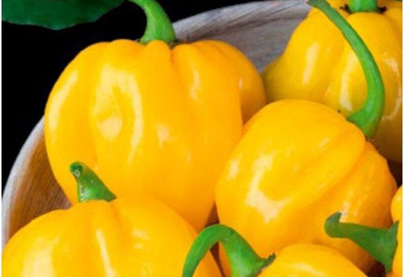Legutko Papryka chińska Habanero Limon nasiona 0.15g