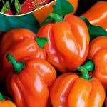 Legutko Papryka chińska ostra Habanero Orange nasiona 0.15g
