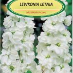 Lewkonia Letnia Excelsior Biały 0,5g