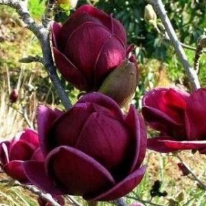 Magnolia Genie Piękne Bordowe Kwiaty 40-60Cm C2