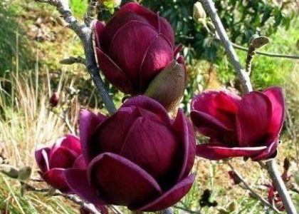 Magnolia Genie Piękne Bordowe Kwiaty 40-60Cm C2