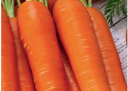 Marchew Jadalna Lenka Śr. Wczesna 5,00G