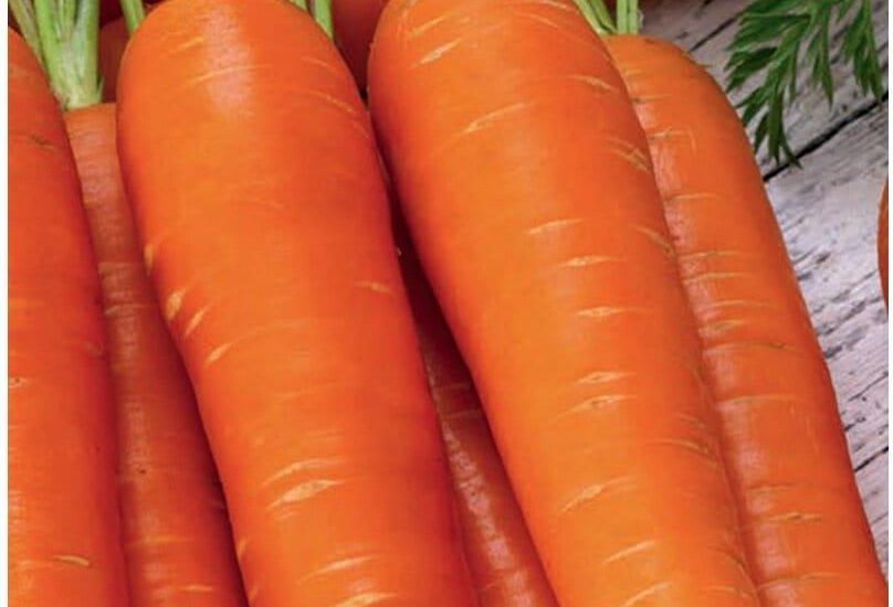 Marchew Jadalna Lenka Śr. Wczesna 5,00G