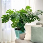 Monstera Deliciosa , Piękna, Duża ~ 50 Cm