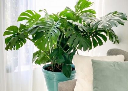 Monstera Deliciosa , Piękna, Duża ~ 50 Cm