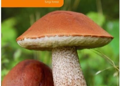 Mycelium Grzybnia Koźlarz Czerwony 10G