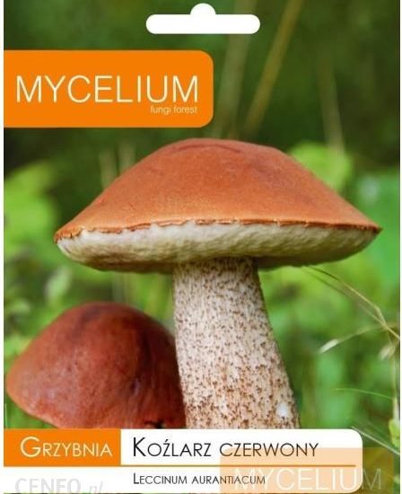 Mycelium Grzybnia Koźlarz Czerwony 10G