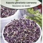 Nasiona Na Kiełki Kapusta Głowiasta Czerwona 10G Legutko
