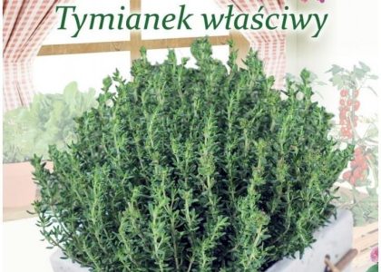 Nasiona Tymianek Właściwy Słoneczko, 0,3G