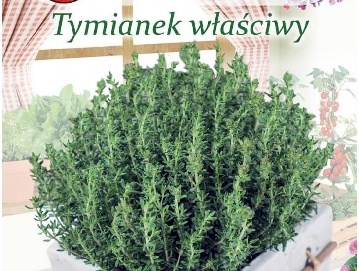 Nasiona Tymianek Właściwy Słoneczko, 0,3G
