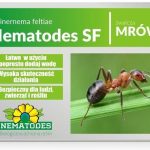 Nematodes Sf 50 Mln Nicienie Na Mrówki 100 Mrowisk
