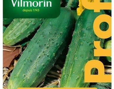 Ogórek Gruntowy Regal Nasiona Tradycyjne 15szt. Vilmorin