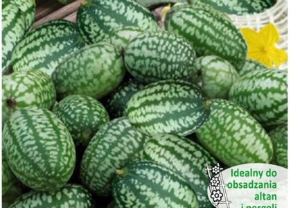 Ogórek Ozdobny Meksykański 0.05G