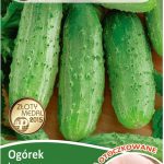 Ogórek Polan Mieszaniec Otoczkowana