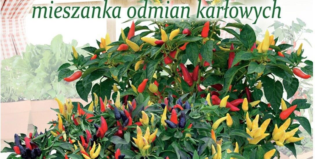 Papryka Ostramka odmiana karłowata 0,50g