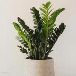 Piękny Duży Zamiokulkas Zamiolistny Zamioculcas