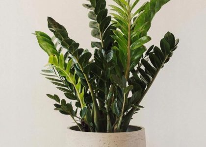 Piękny Duży Zamiokulkas Zamiolistny Zamioculcas