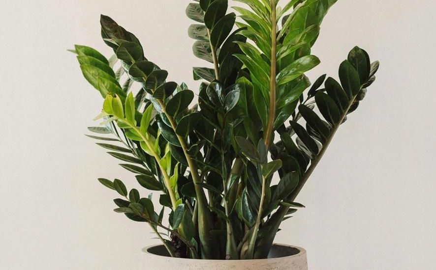 Piękny Duży Zamiokulkas Zamiolistny Zamioculcas