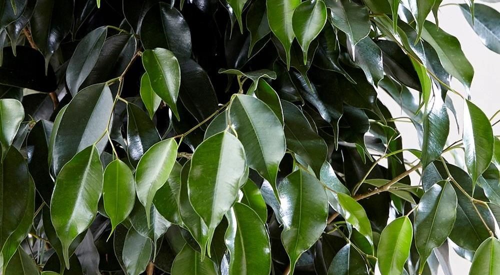 Piękny Zielony Duży Fikus Danielle Benjamin Ficus