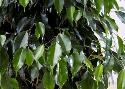 Piękny Zielony Duży Fikus Danielle Benjamin Ficus