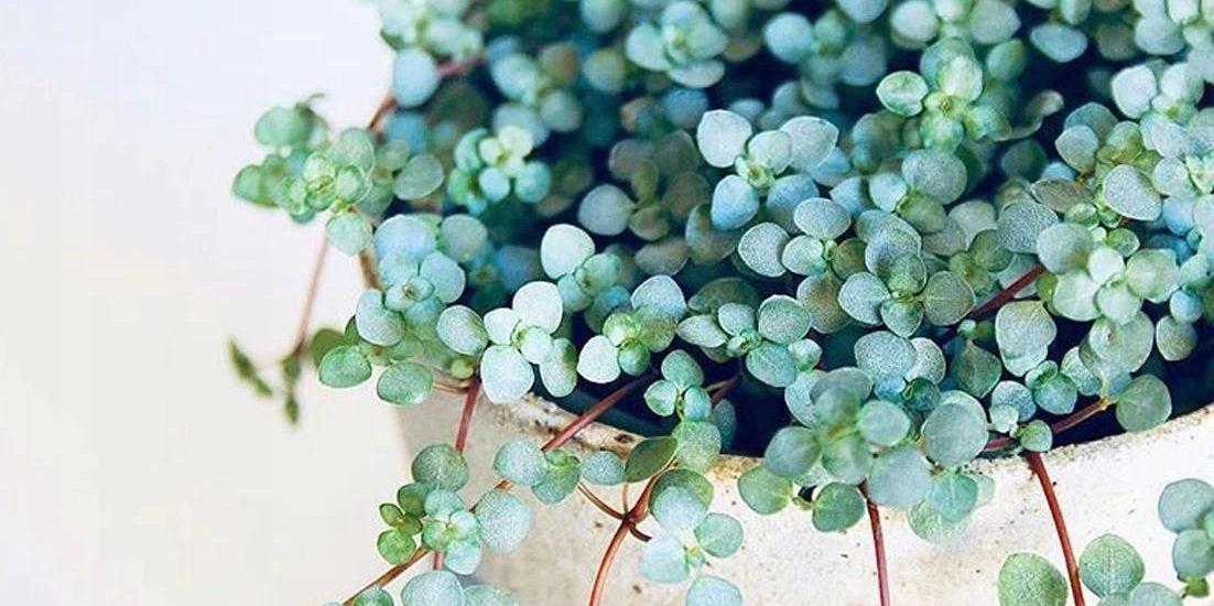Pilea Greyzy – Ładne Drobne Srebrzyste Liście