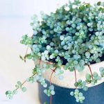 Pilea Greyzy – Ładne Drobne Srebrzyste Liście