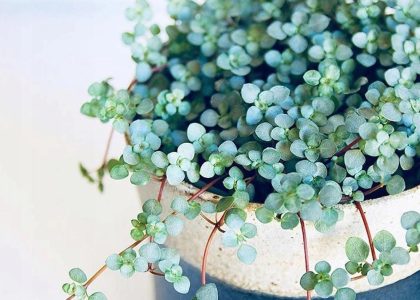 Pilea Greyzy – Ładne Drobne Srebrzyste Liście
